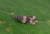 Celypha cespitana